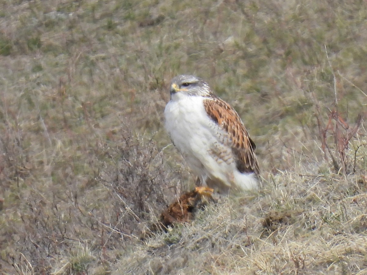 Ferruginous Hawk - ML617284191