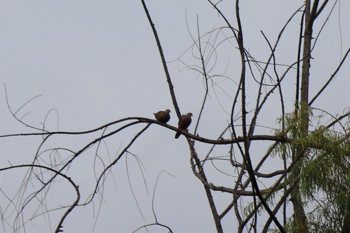 Eared Dove - Deborah  Hansen