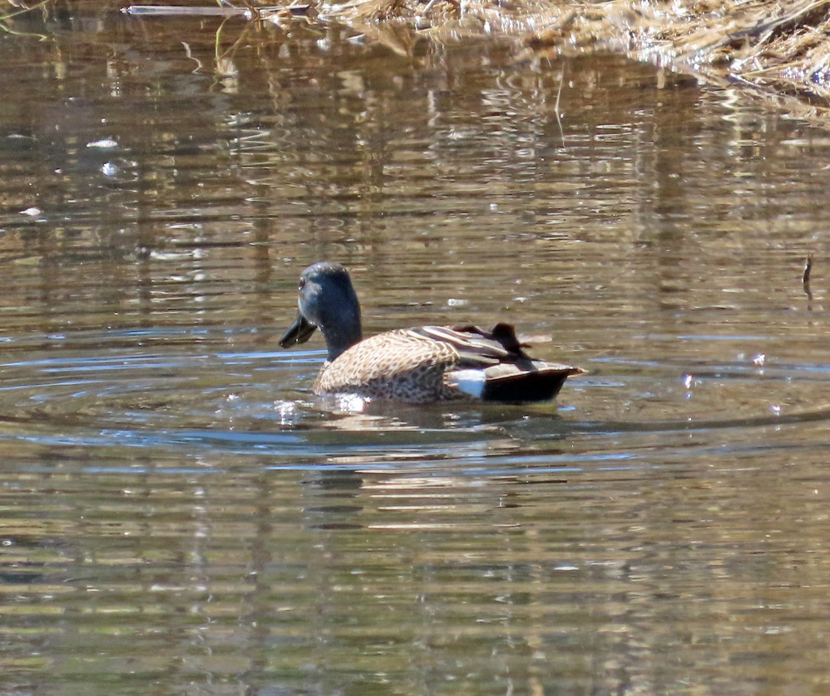 Blue-winged Teal - ML617284231