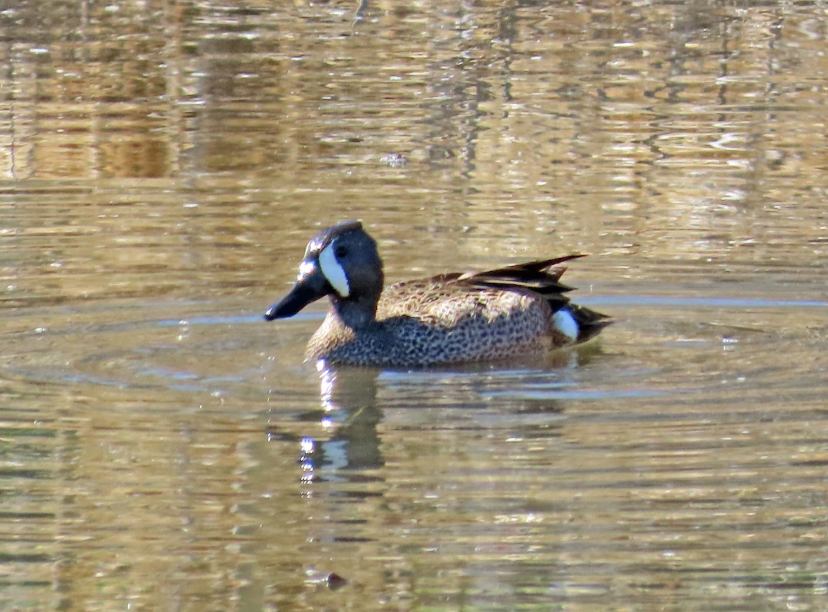 Blue-winged Teal - ML617284232