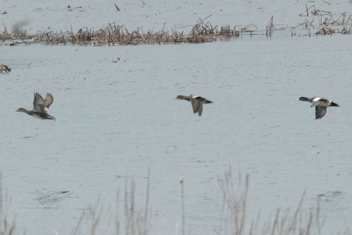 American Wigeon - ML617284249