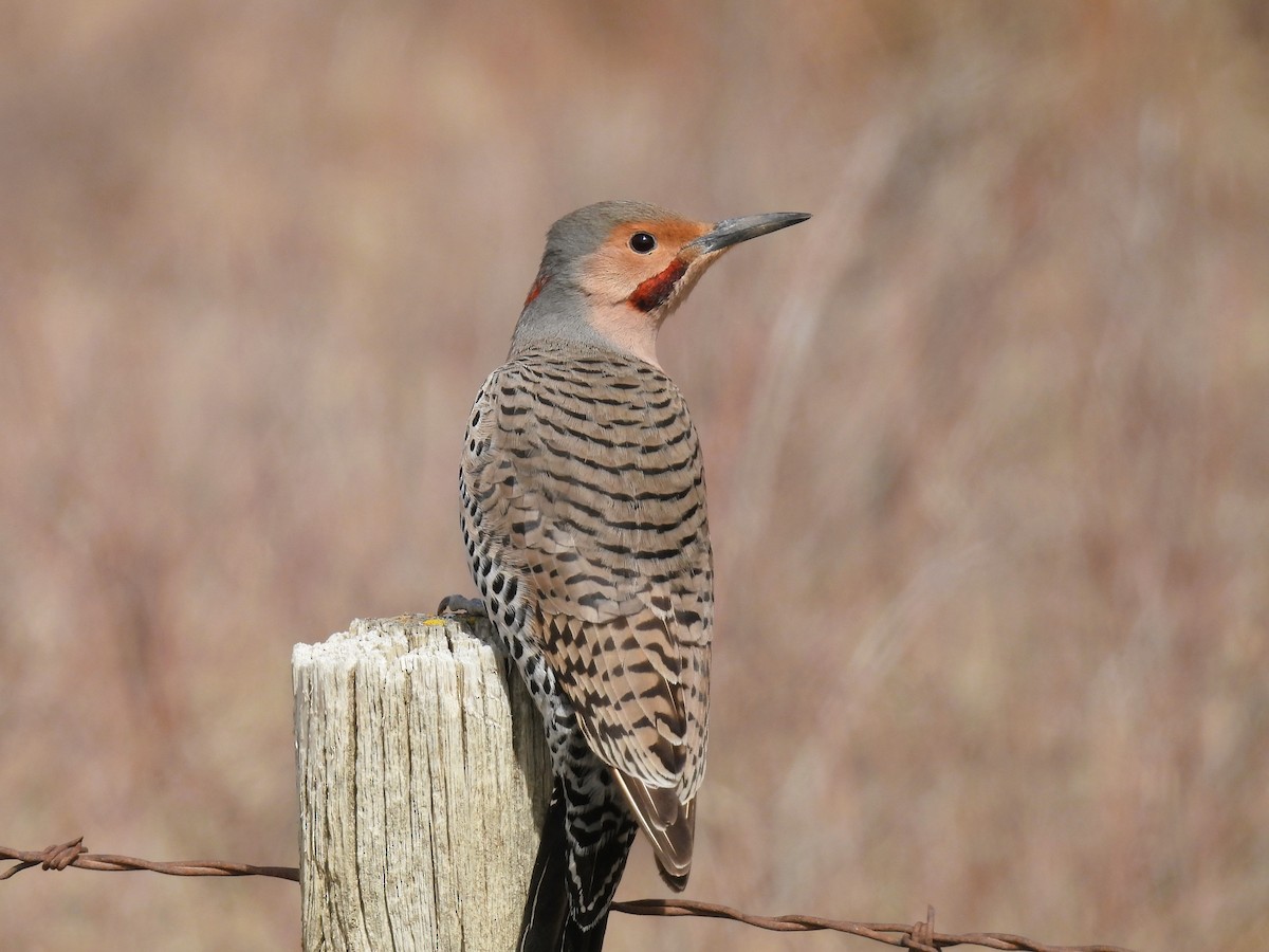 Northern Flicker - ML617284266