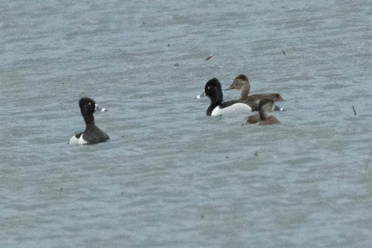 Ring-necked Duck - ML617284295