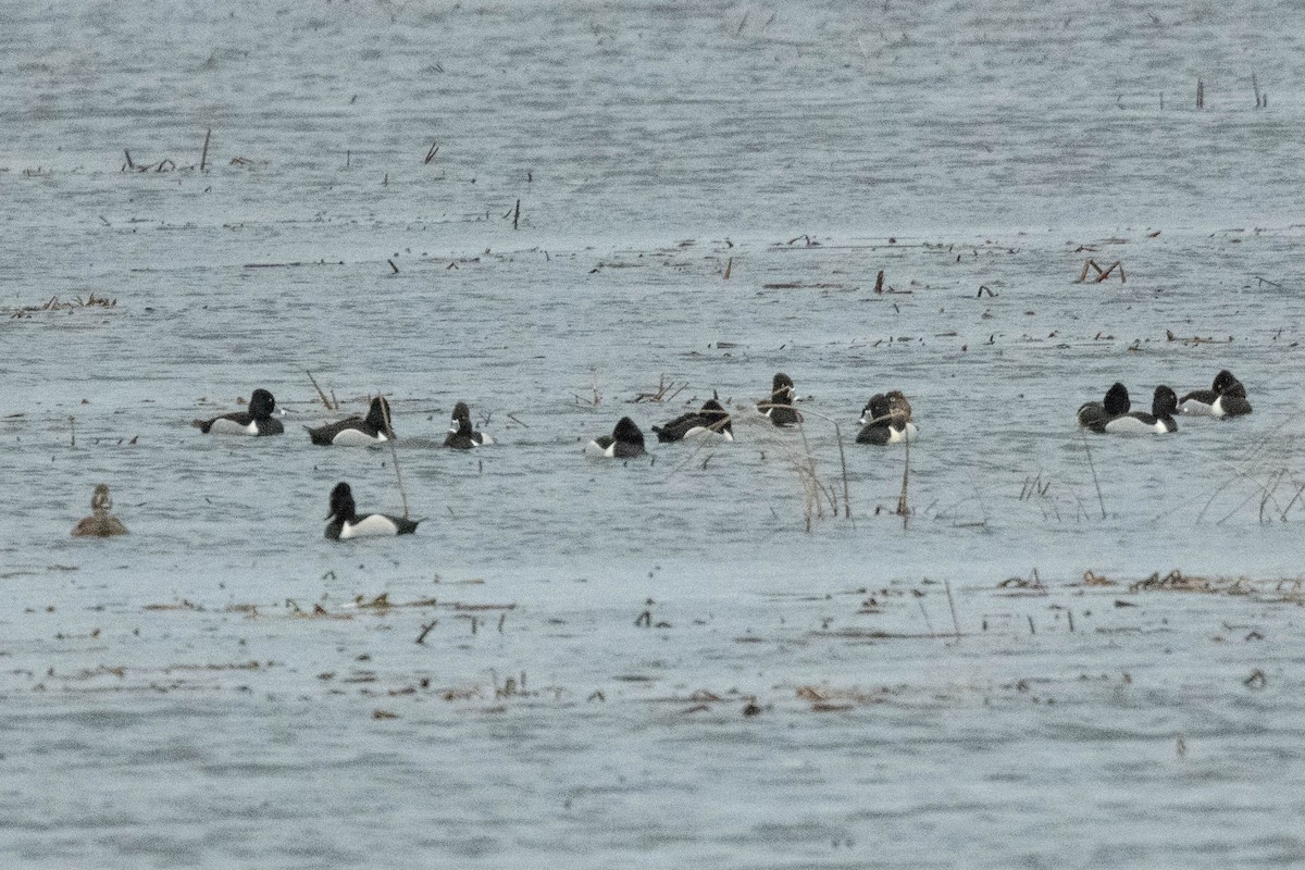 Ring-necked Duck - ML617284308