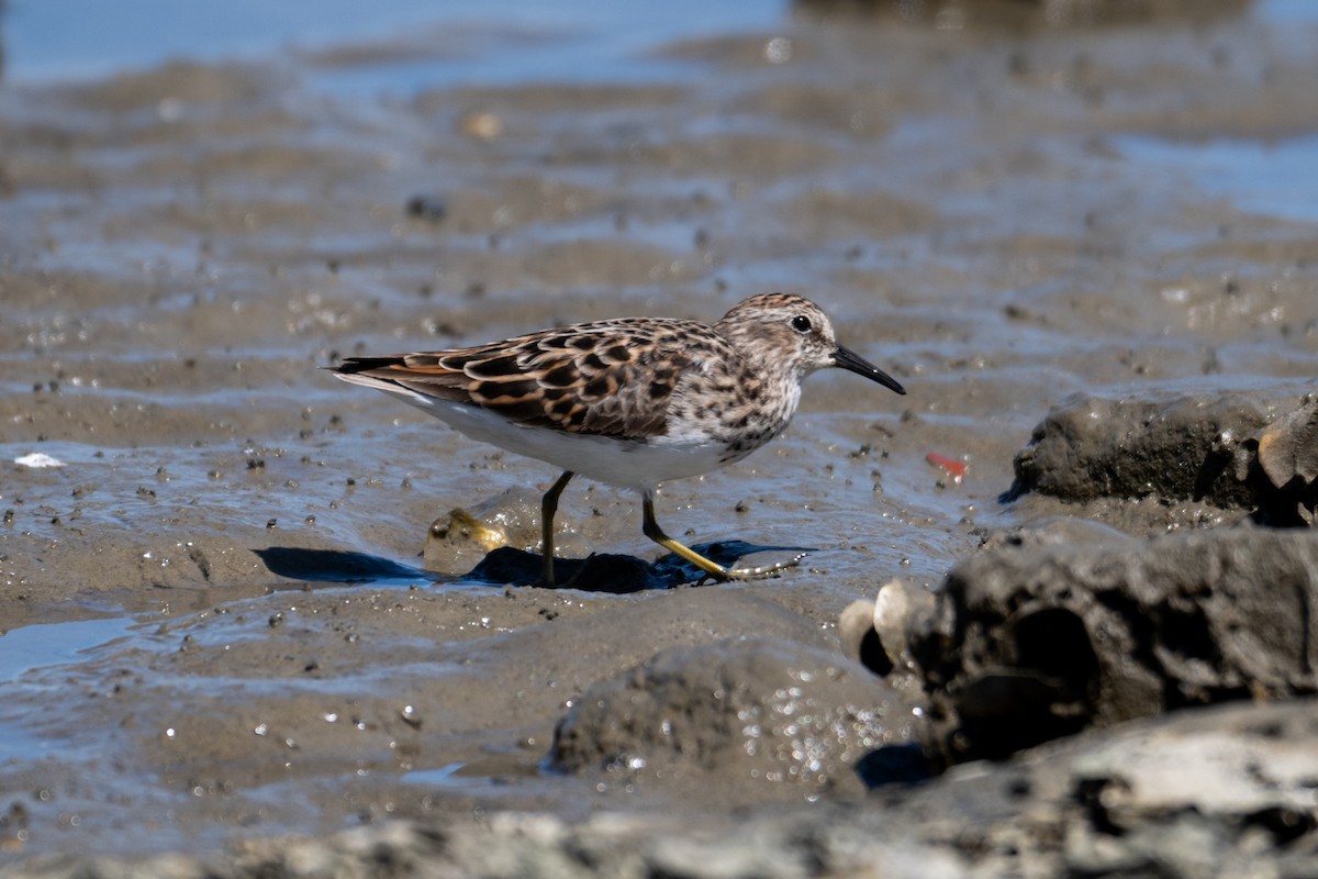 Least Sandpiper - Melani King