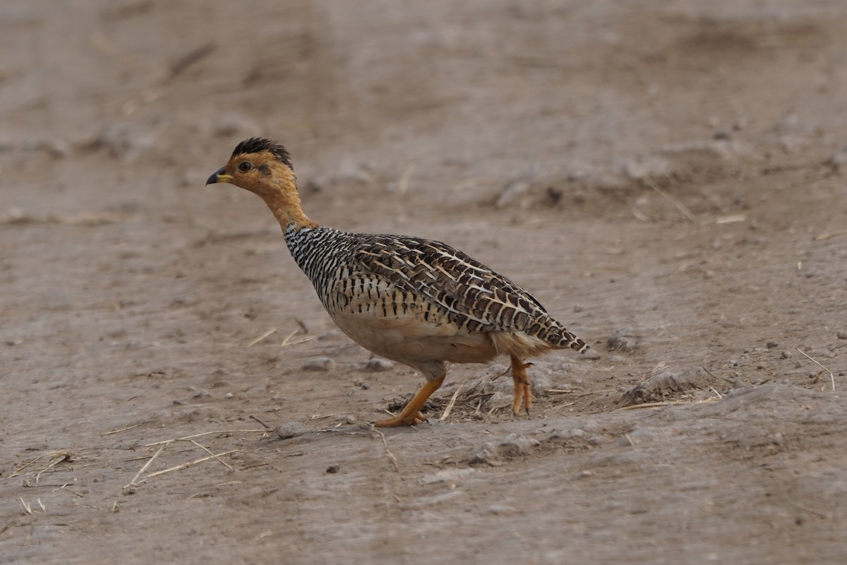 Coqui Francolin - Greg Hertler