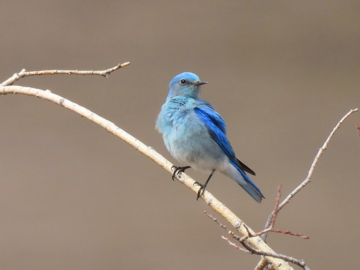 Mountain Bluebird - ML617284331