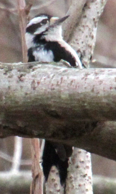 Downy Woodpecker (Eastern) - ML617284352