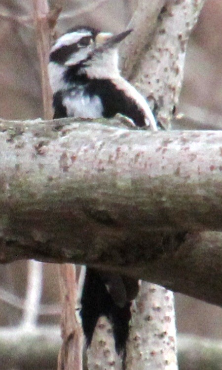 strakapoud osikový (ssp. pubescens/medianus) - ML617284352