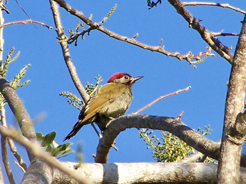 Golden-olive Woodpecker - ML617284356