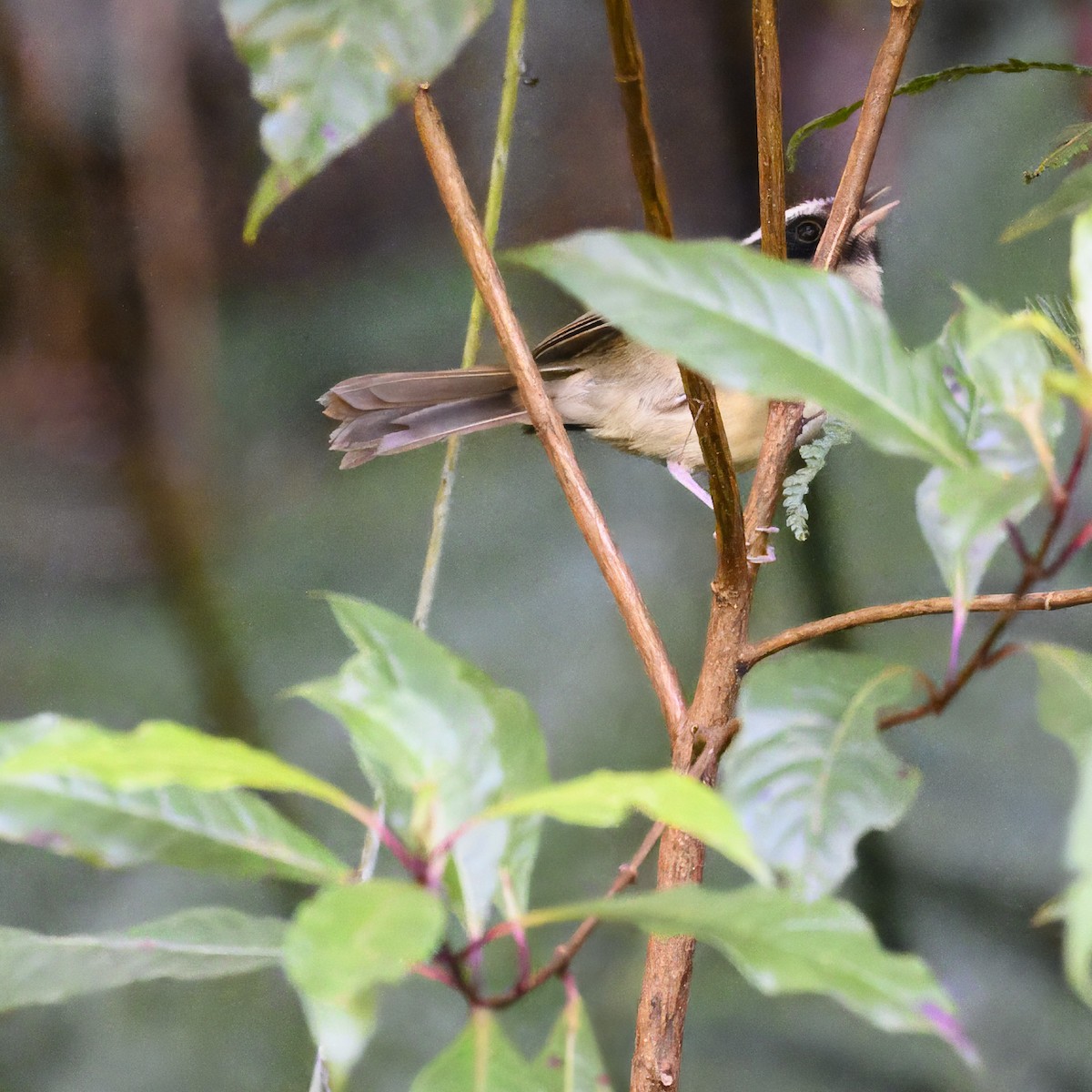 Black-cheeked Warbler - ML617284383