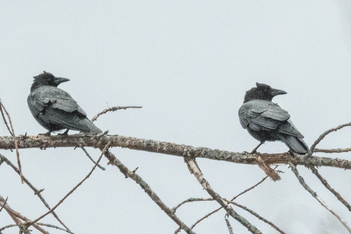 American Crow - ML617284409