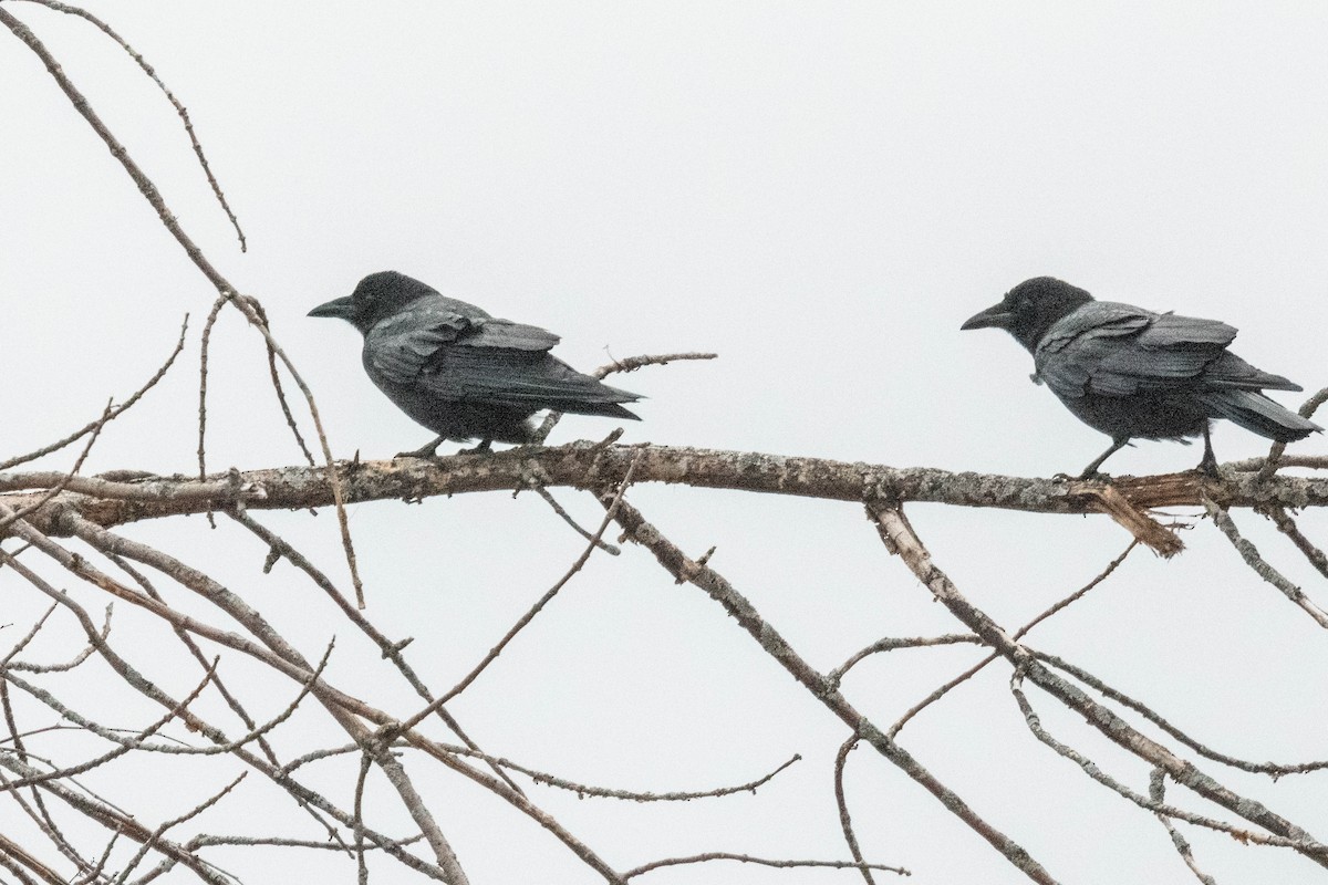 American Crow - ML617284410