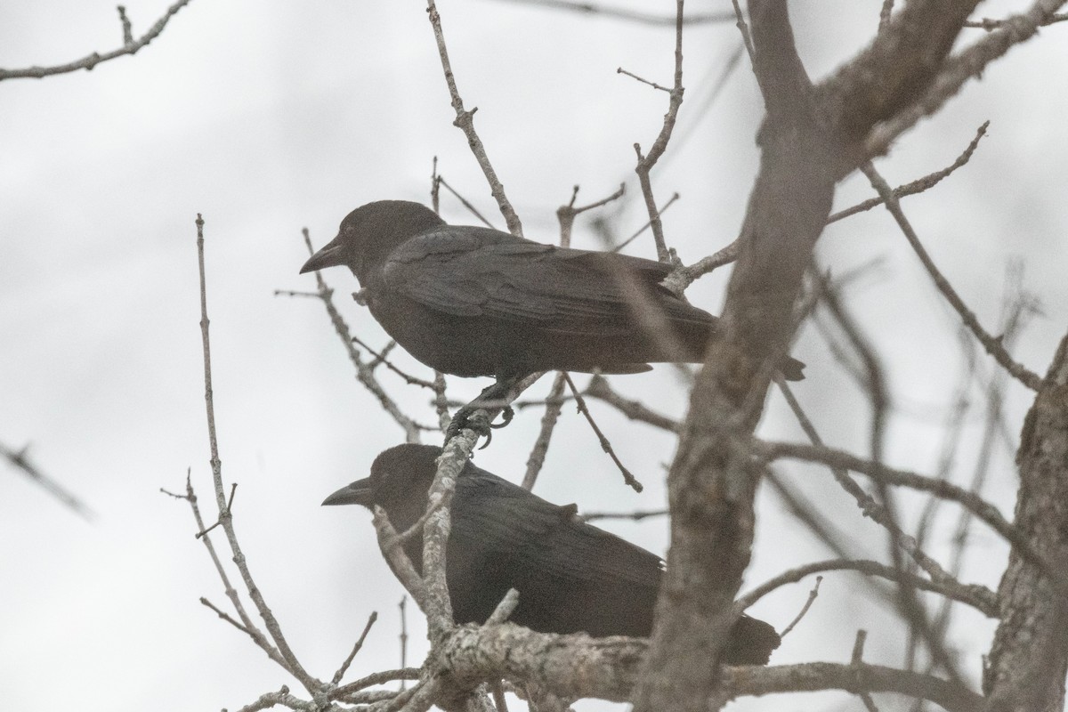 American Crow - ML617284411
