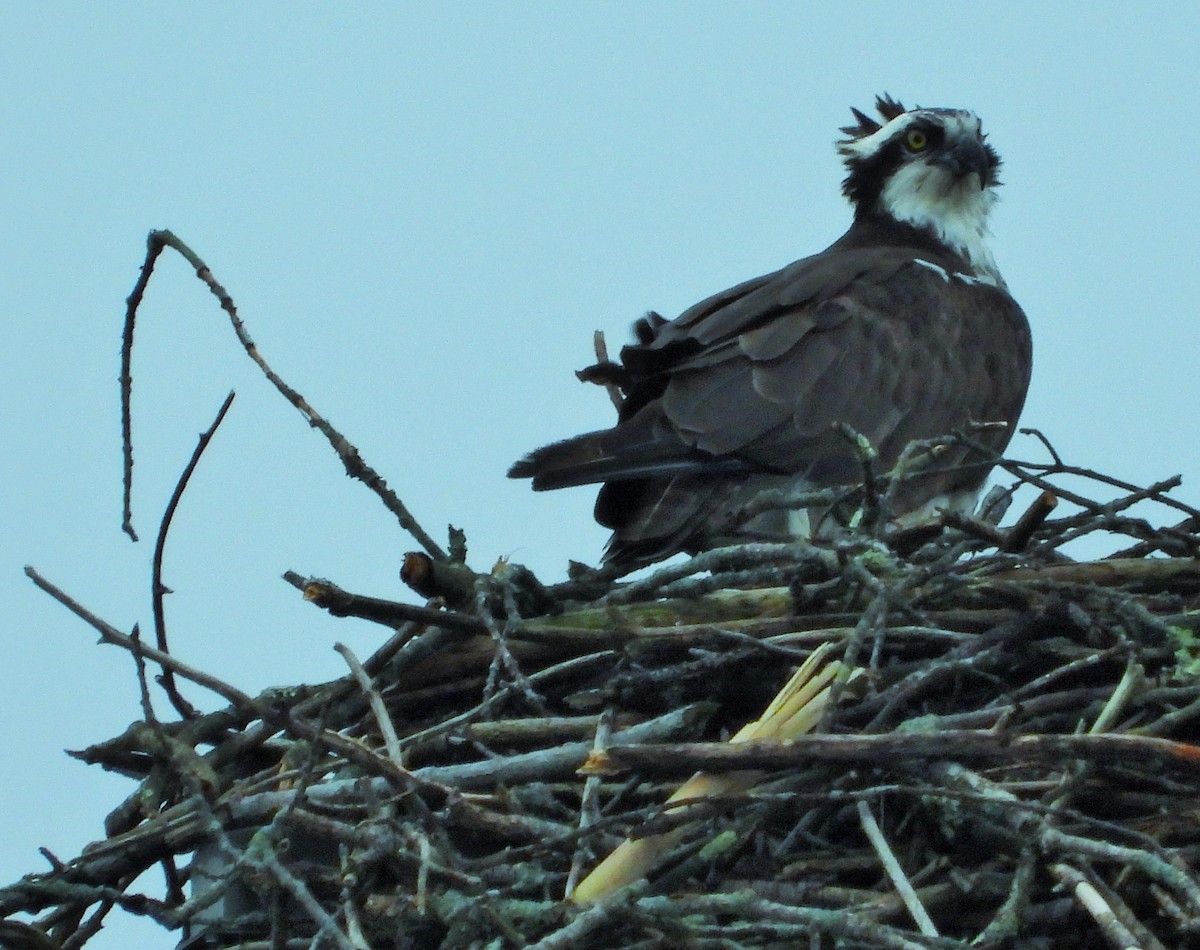 Osprey - ML617284521