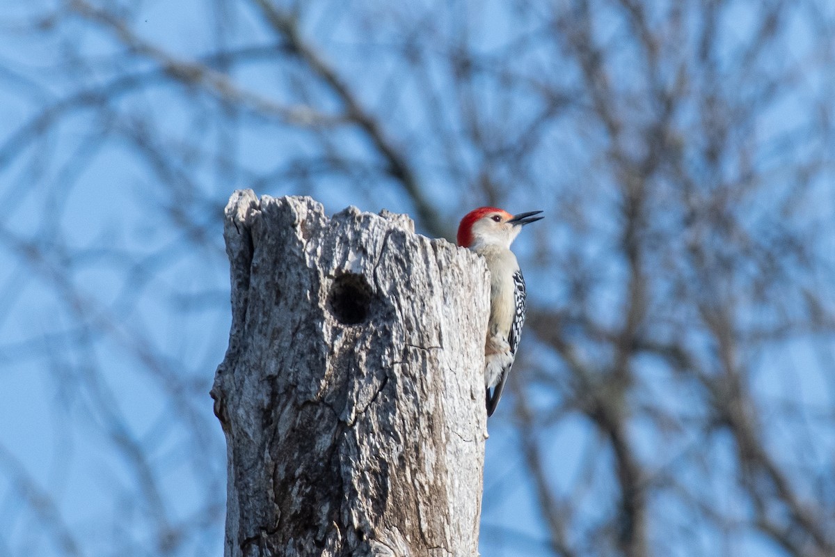 Red-bellied Woodpecker - ML617284530