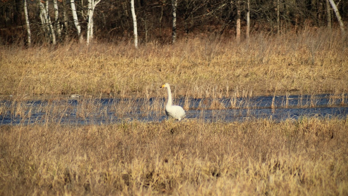 Whooper Swan - ML617284533