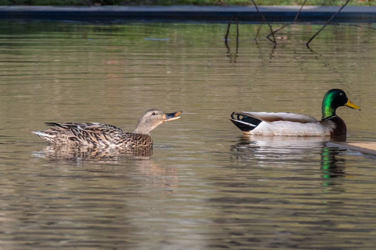 Mallard - Lisa Nasta