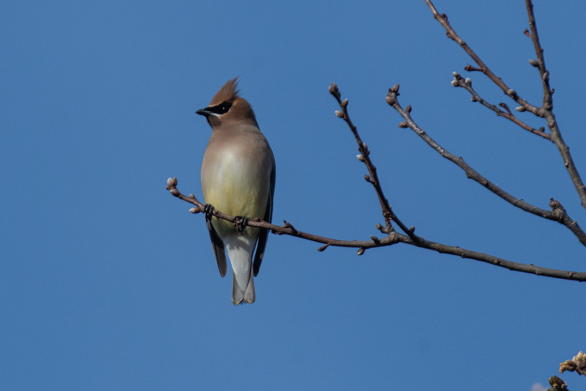 Cedar Waxwing - ML617284550