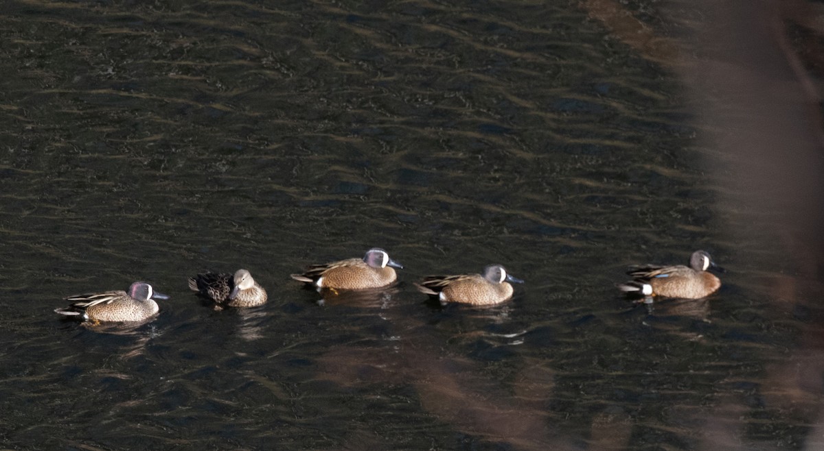 Blue-winged Teal - Jack Bruce