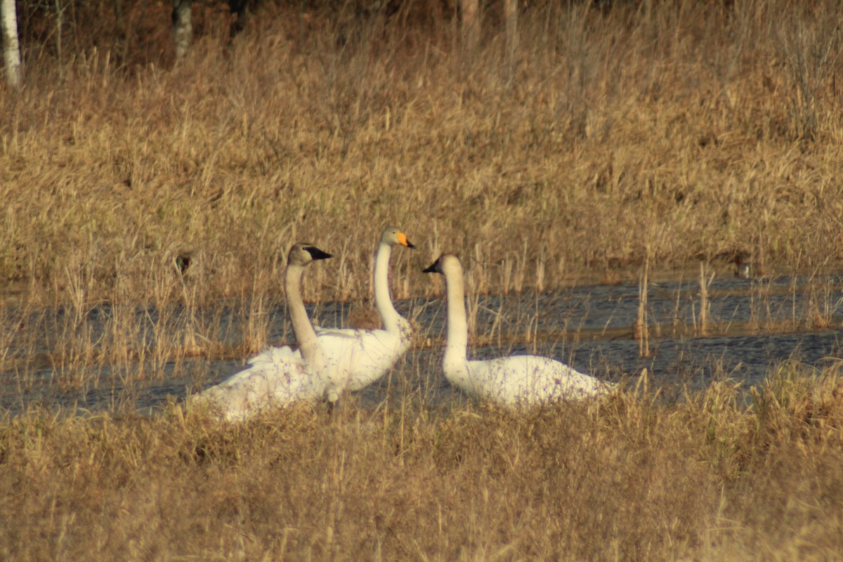 Whooper Swan - ML617284557