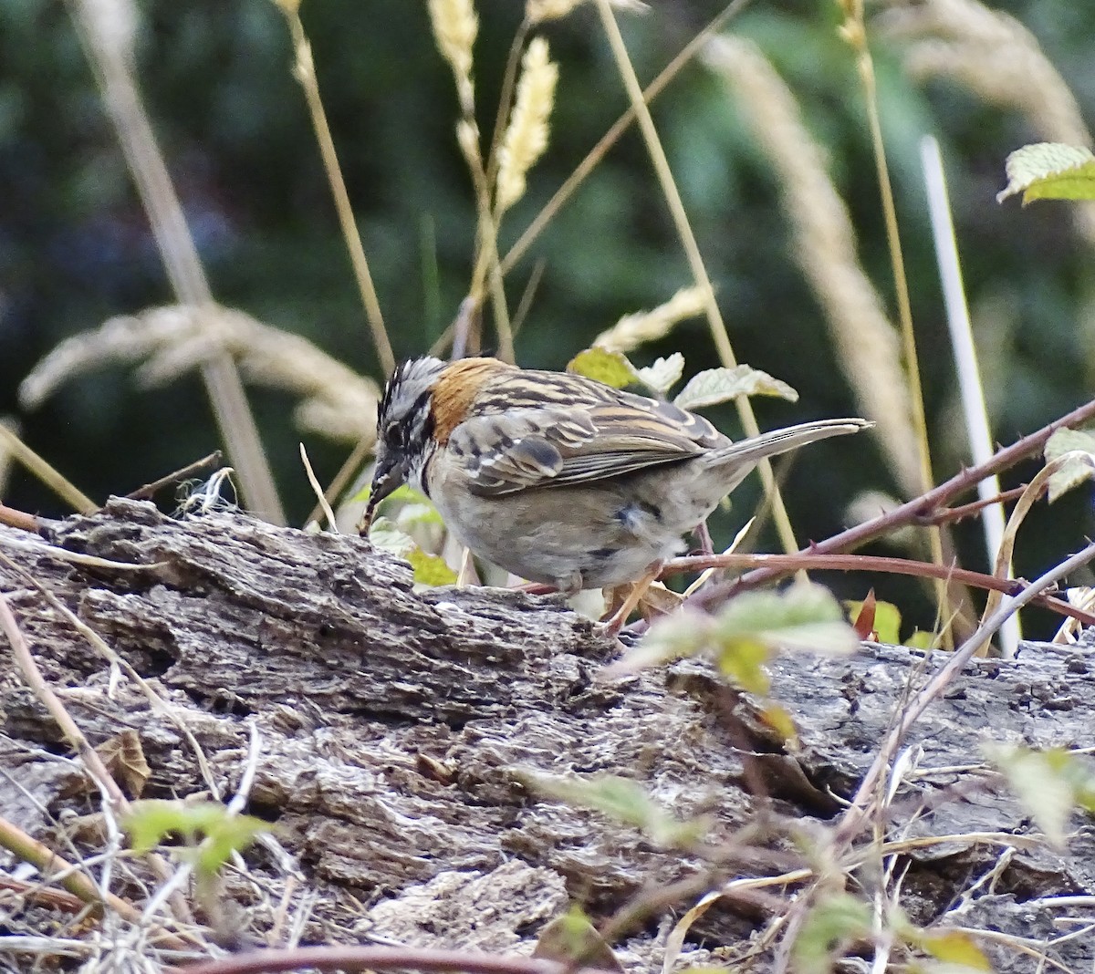 Rufous-collared Sparrow - ML617284561