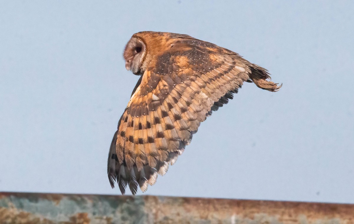 Barn Owl - ML617284568