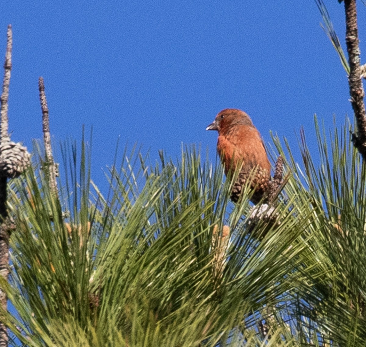 Bec-croisé des sapins - ML617284573