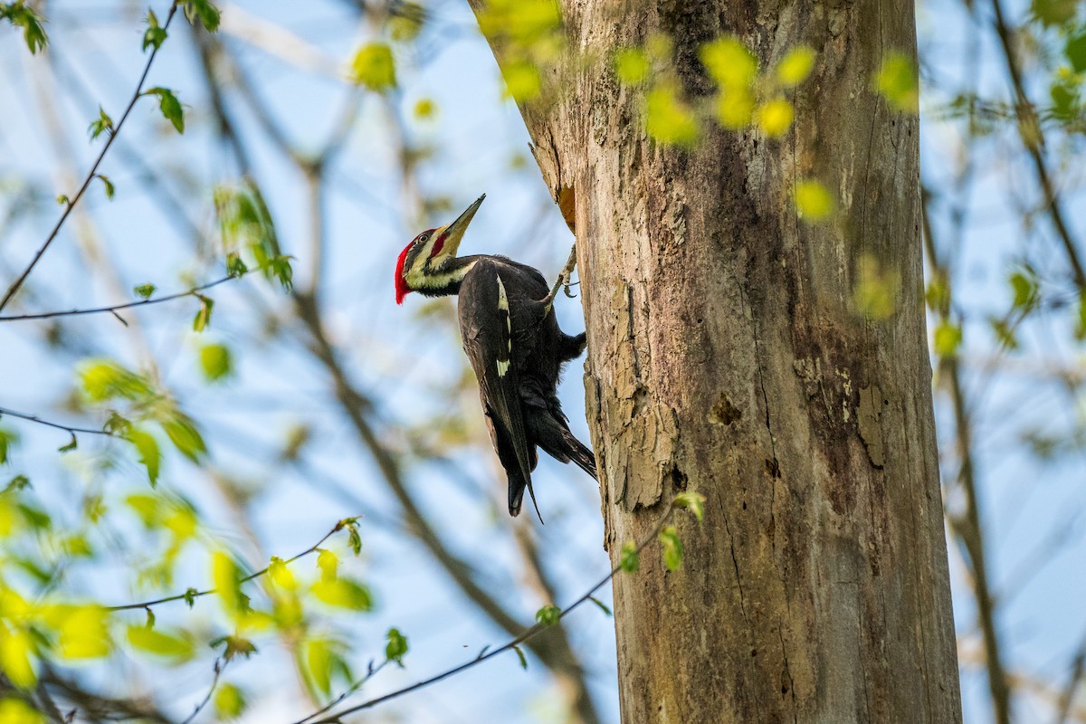 Pileated Woodpecker - ML617284580