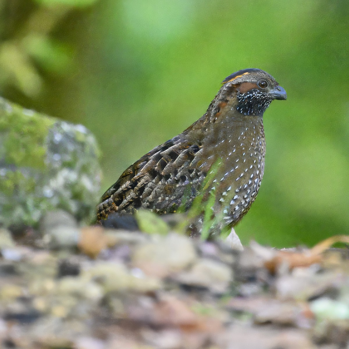Spotted Wood-Quail - Laura  Wolf