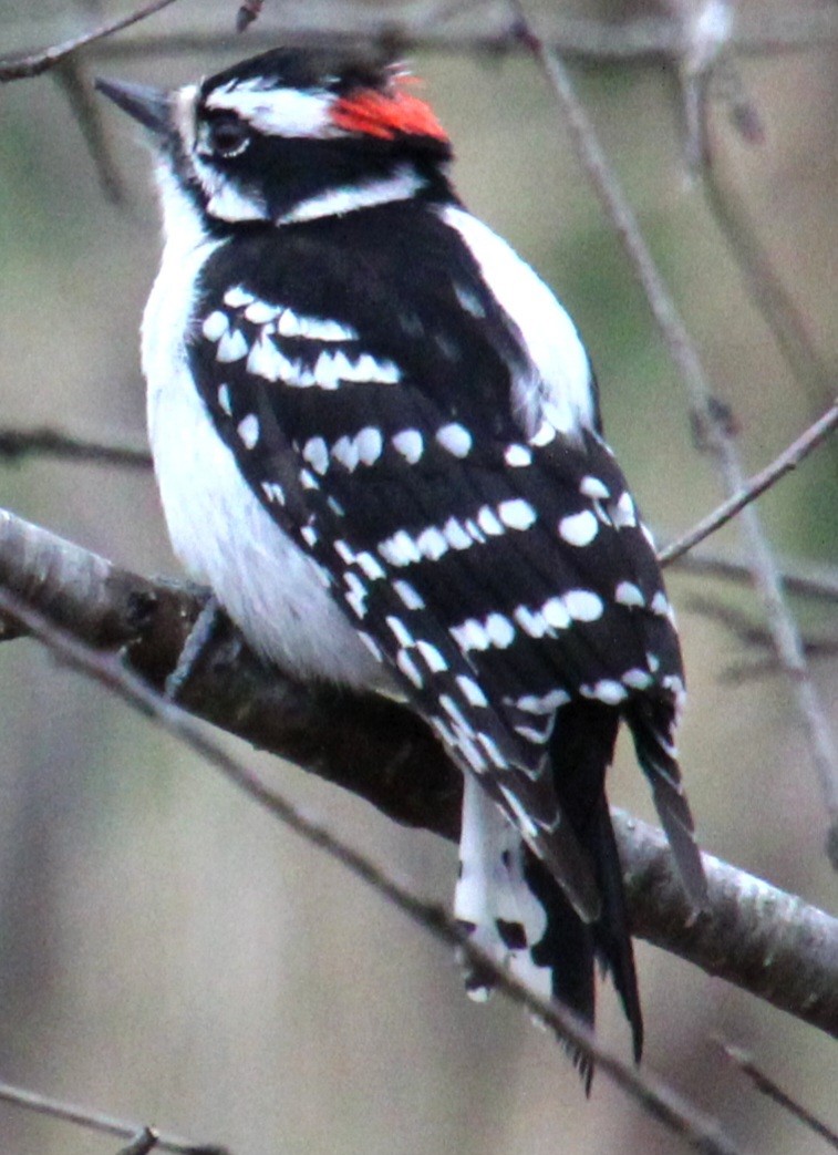 Downy Woodpecker (Eastern) - ML617284601