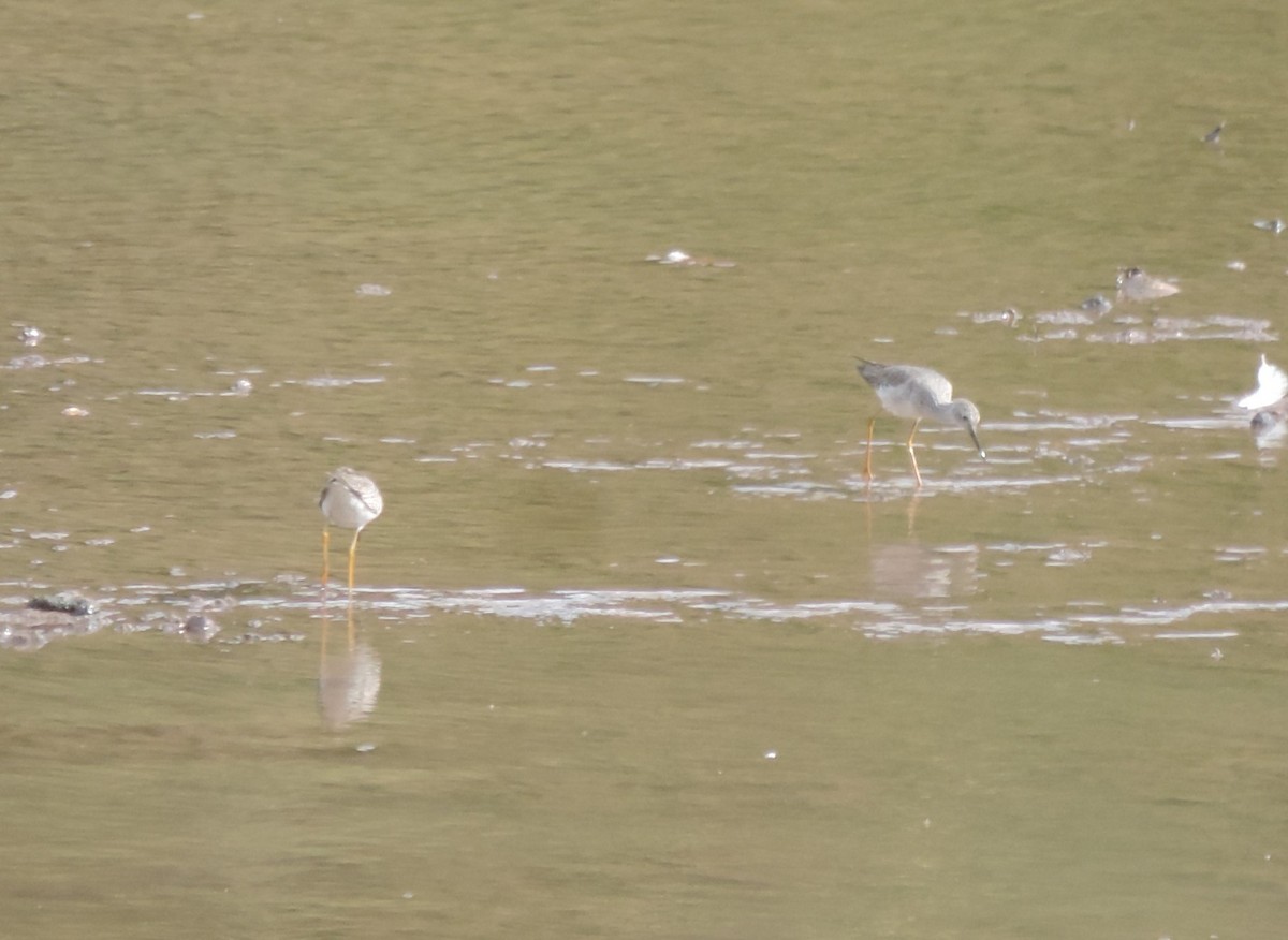 Lesser Yellowlegs - ML617284623