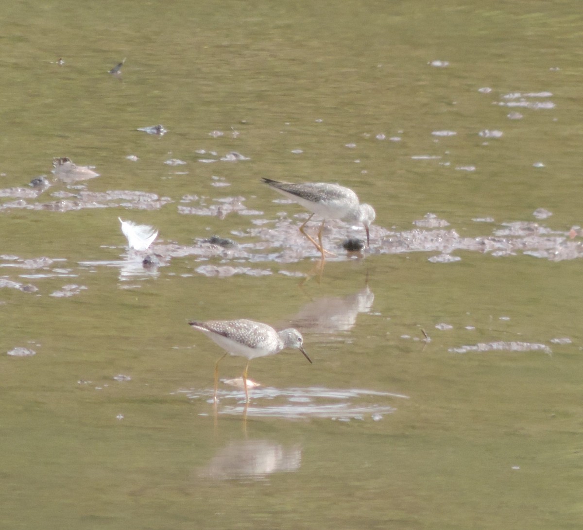 Lesser Yellowlegs - ML617284625