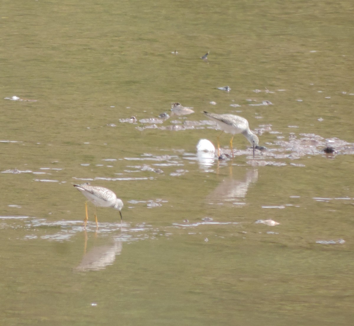 Lesser Yellowlegs - ML617284626