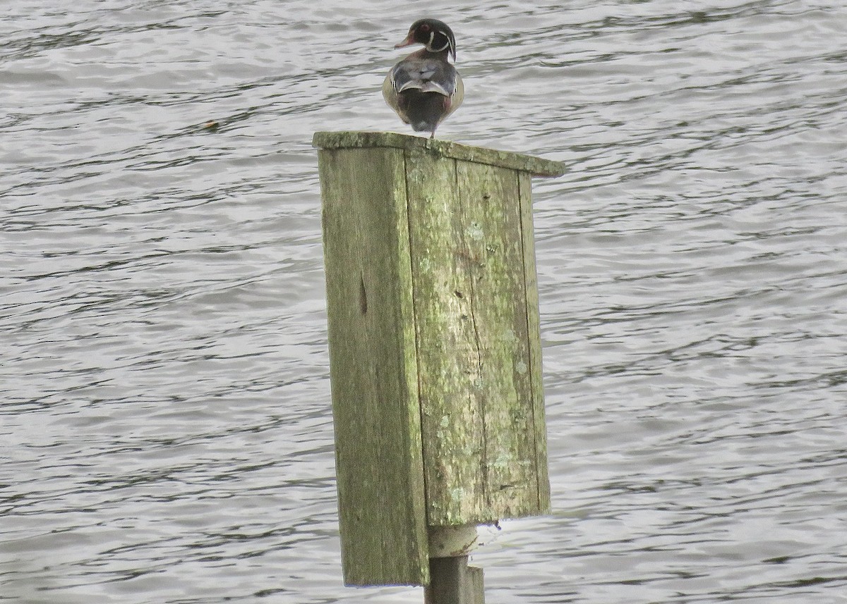 Wood Duck - ML617284716