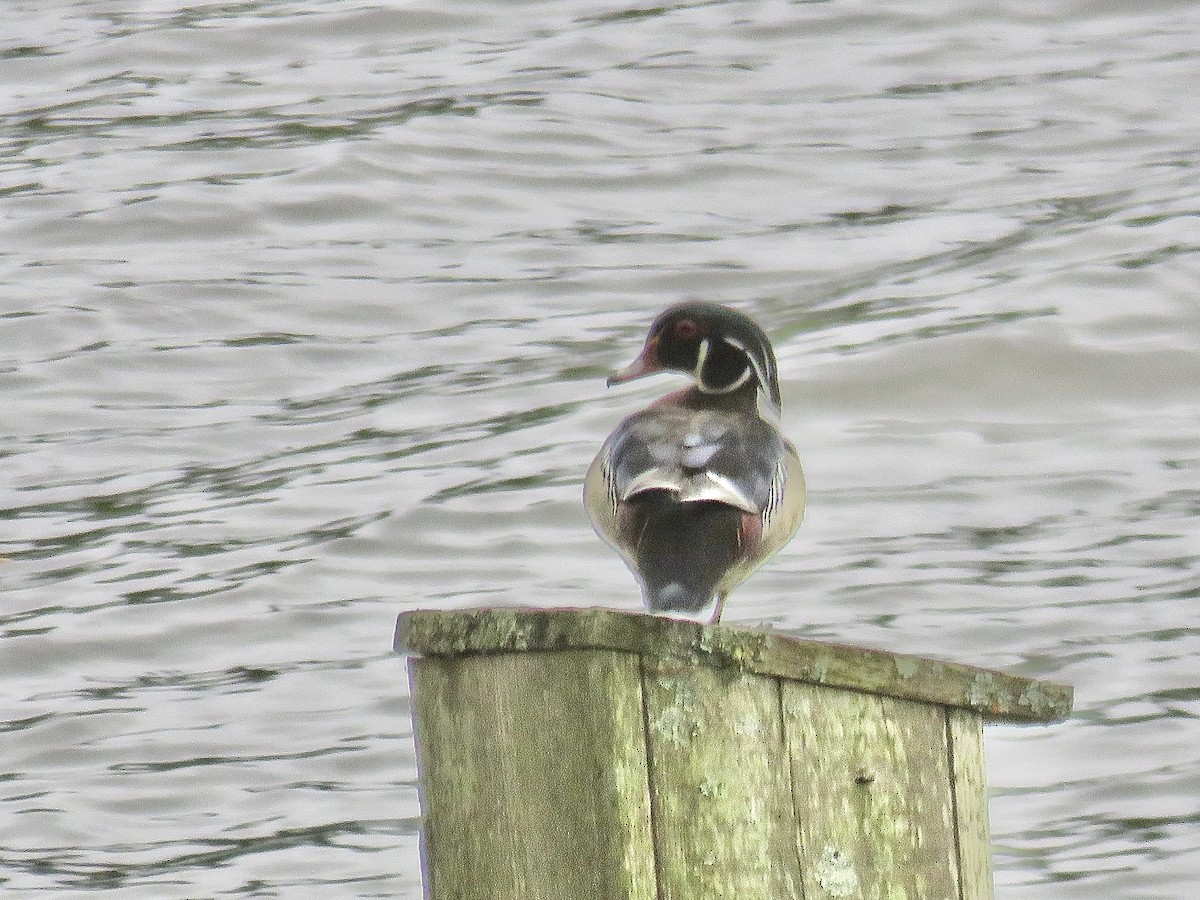 Wood Duck - ML617284717