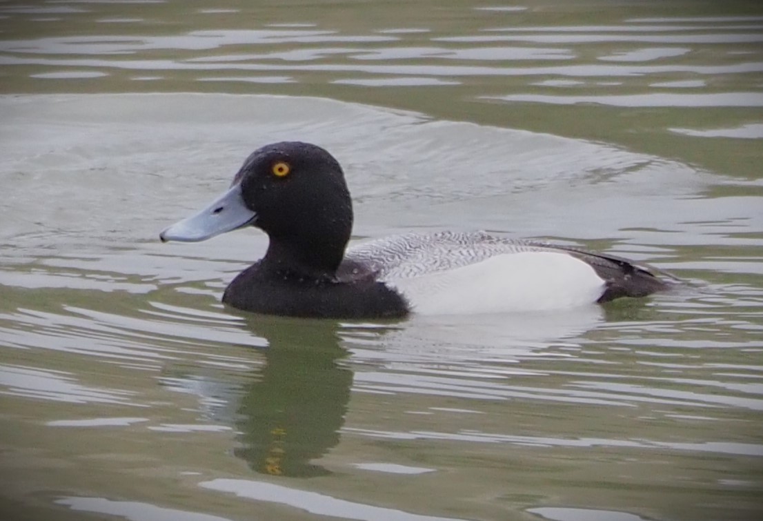 Greater Scaup - ML617284722