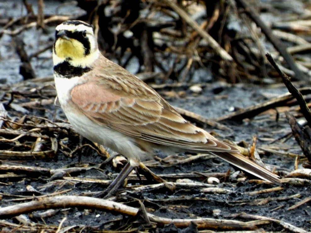 Horned Lark - Cliff Dekdebrun