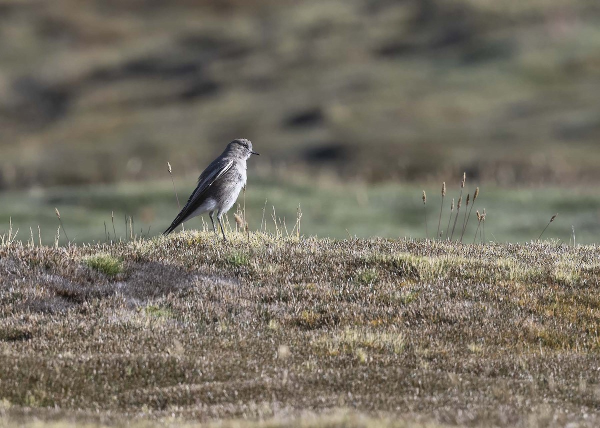 White-fronted Ground-Tyrant - VERONICA ARAYA GARCIA