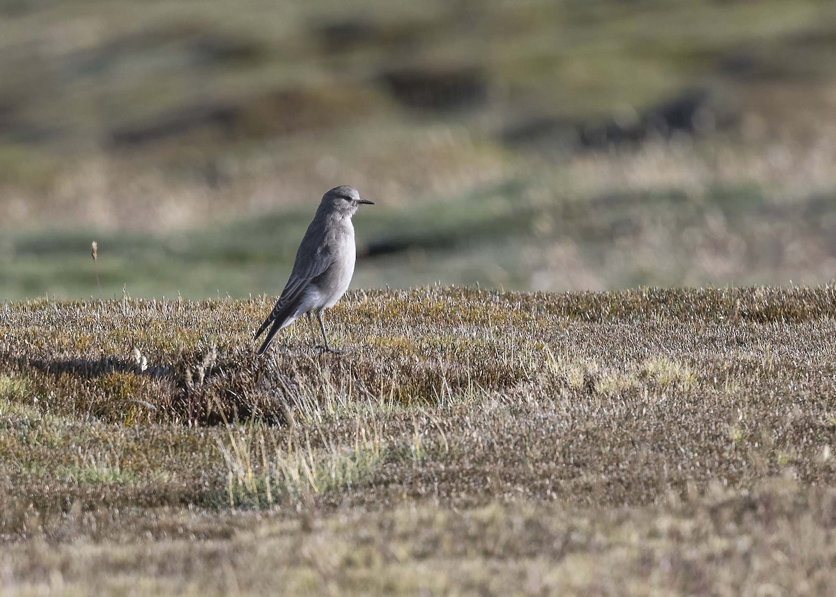 White-fronted Ground-Tyrant - VERONICA ARAYA GARCIA