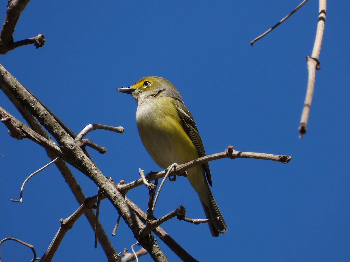 White-eyed Vireo - ML617284844