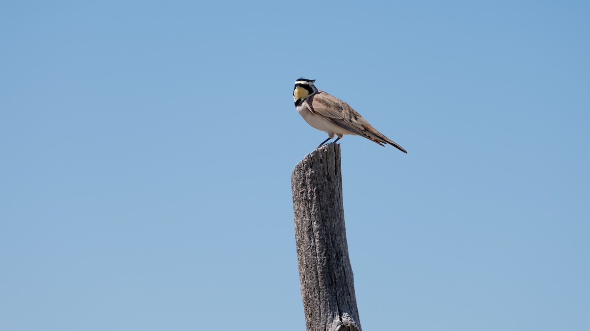 Horned Lark - ML617284857