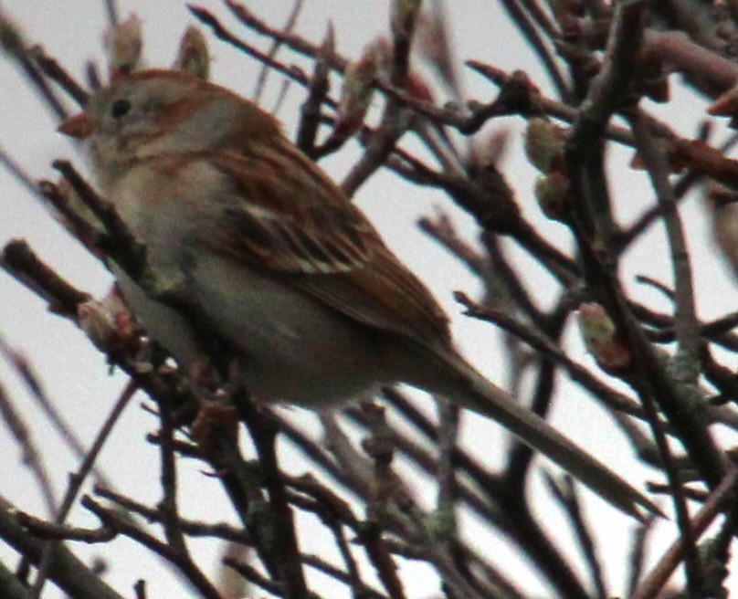 Field Sparrow - ML617284859
