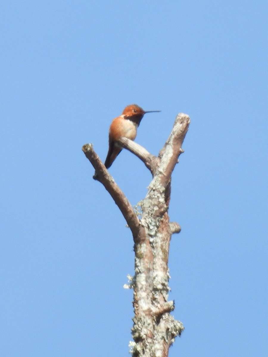 Colibrí Rufo - ML617284869