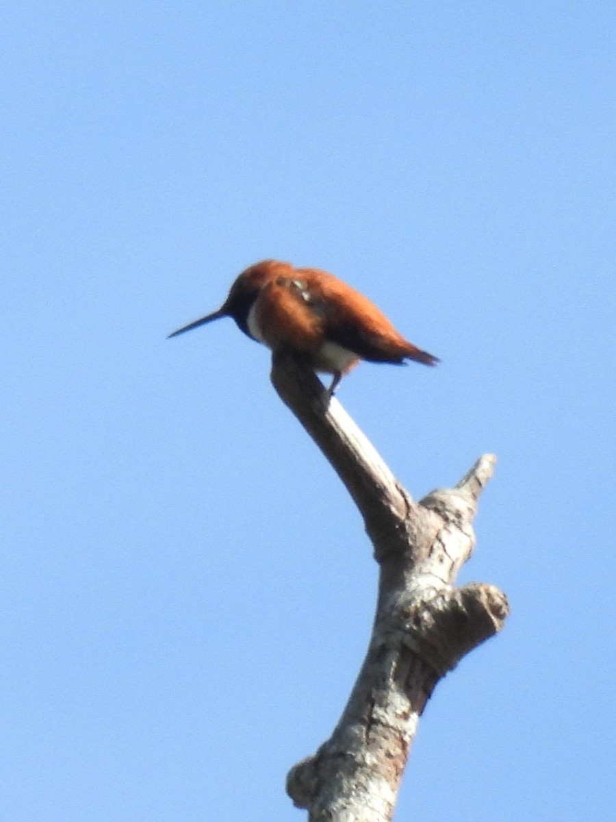 Rufous Hummingbird - ML617284870