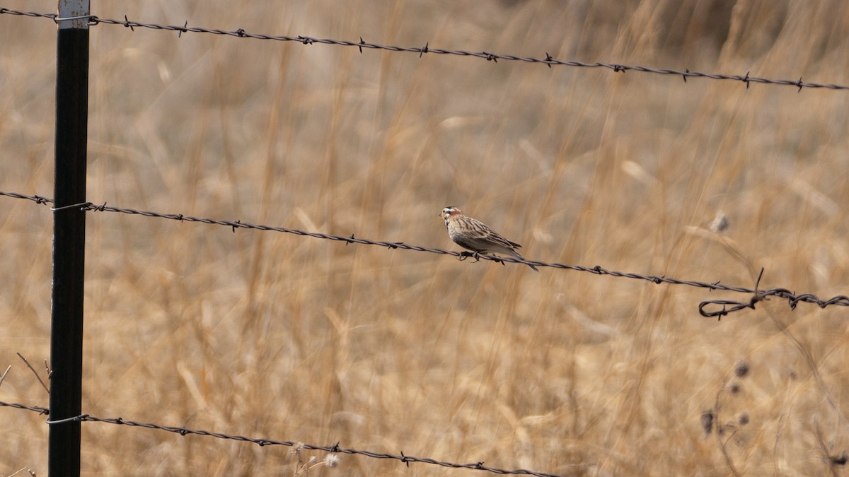 Chestnut-collared Longspur - ML617284876