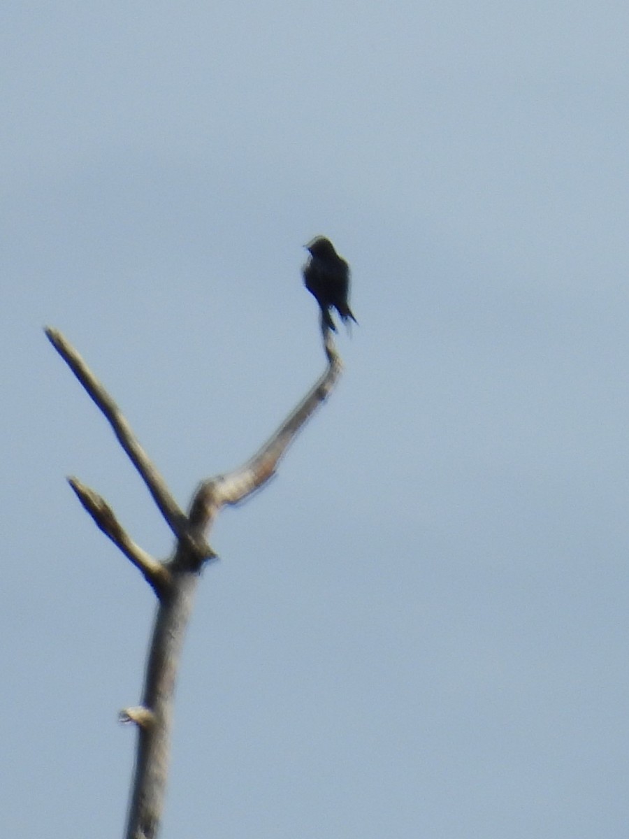 Purple Martin - ML617284877