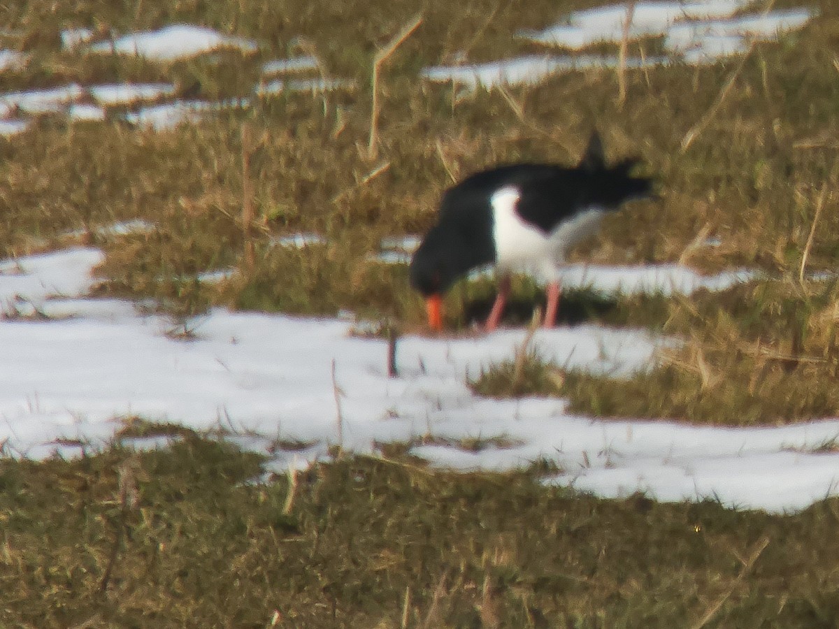Eurasian Oystercatcher - ML617284884