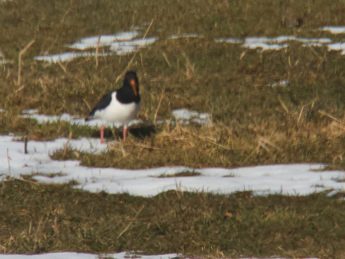 Eurasian Oystercatcher - ML617284885