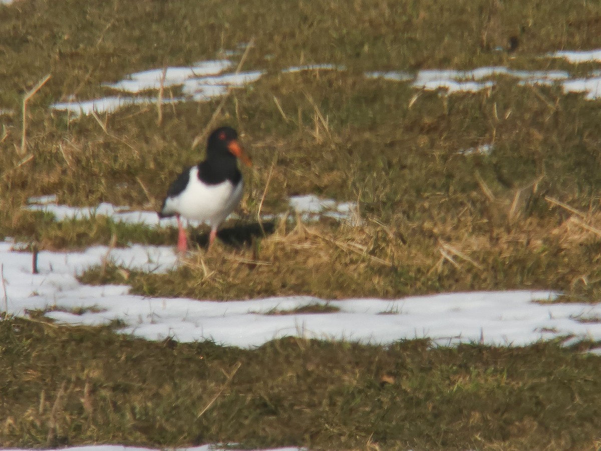 Eurasian Oystercatcher - ML617284886